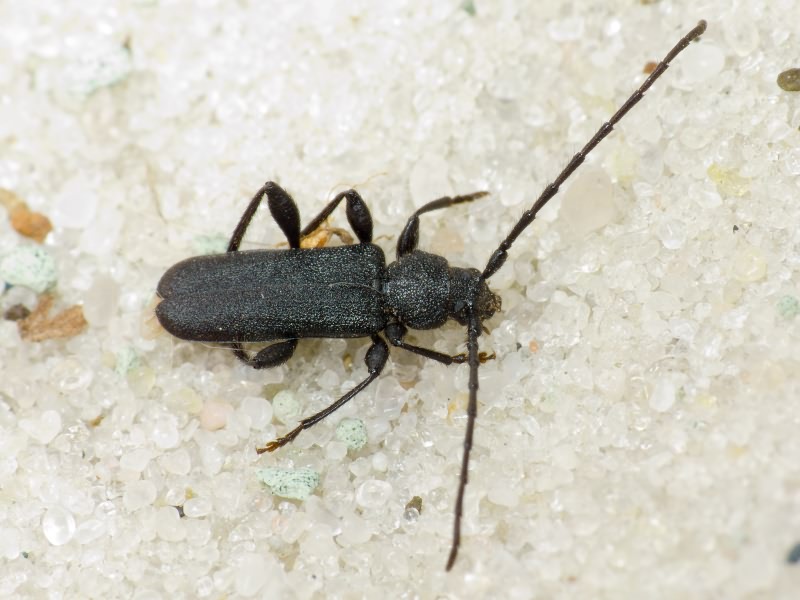 Ropalopus macropus (Germar, 1824)